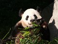 Pandas (034)